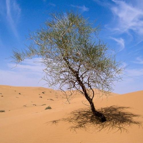 بذور الارطى العملاق - العبل الخليجي ( Calligonum c...