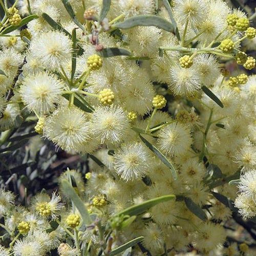 بذور شجرة سنط فيكتوريا ( Acacia victoriae )