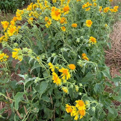 بذور دوار الشمس البري ( Verbesina encelioides )