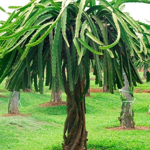 بذور فاكهة التنين - دراجون أصفر ( Selenicereus und...