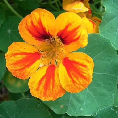 بذور زهرة السالبوت - أبو خنجر ( tropaeolum majus )