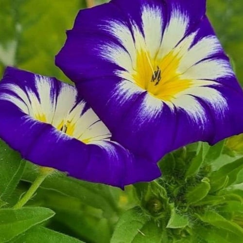 بذور اللبلاب ثلاثي الألوان - مجد الصباح قزمي ( Con...