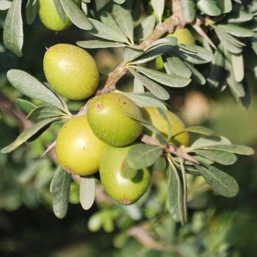 بذور شجرة الأرجان - الأركان ( Argania spinosa )