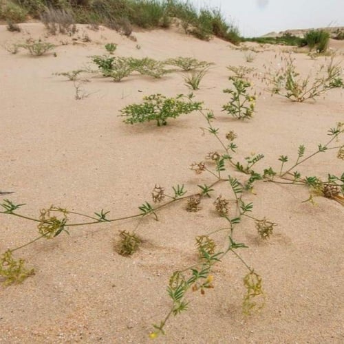 بذور ام حلق - حدوة الفرس ( Hippocrepis areolata )