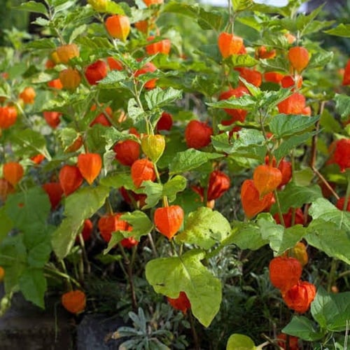 بذور الحرنكش ( Physalis )