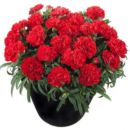 ‫بذور زهرة القرنفل الأحمر‬ ( Dianthus caryophyllus...