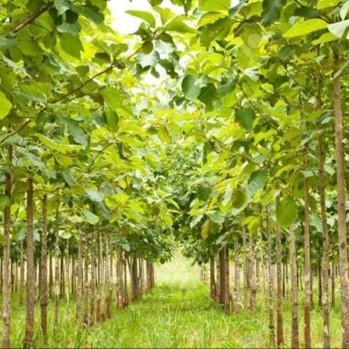 بذور شجرة التيك - خشب الساج ( Tectona grandis )