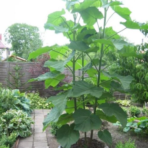 بذور شجرة باولونيا الصينية ( Paulownia elongata )