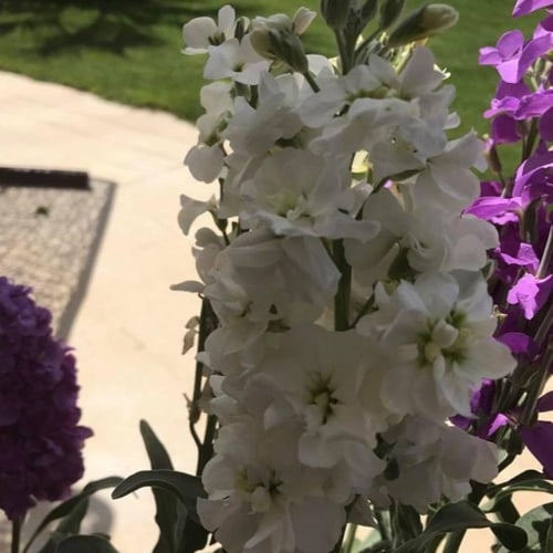 بذور زهرة المنثور - العطر الليلي ( Matthiola longi...