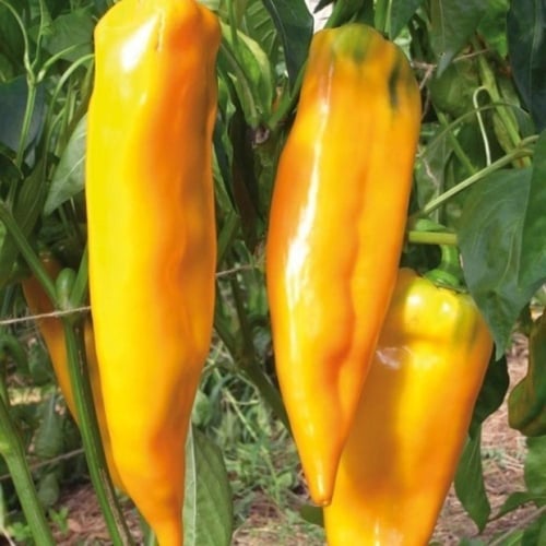 بذور الفلفل الاصفر الحلو ( Capsicum annuum )