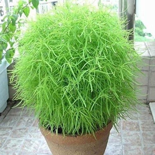 ‫بذور الكوشيا - مكنسة الجنة ( Kochia Scoparia )