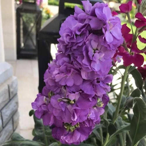 بذور زهرة المنثور - العطر الليلي ( Matthiola longi...