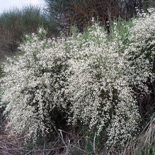 بذور الرتم ( Retama raetam )