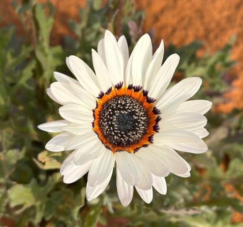 بذور ملكة الحقل البيضاء ( Arctotis fastuosa )