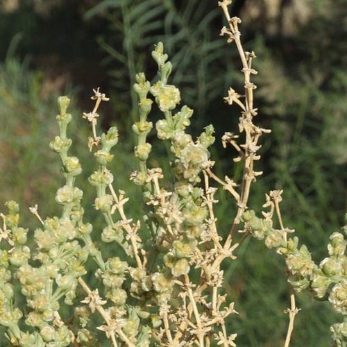 بذور شجيرة الشعران ( Anabasis setifera )