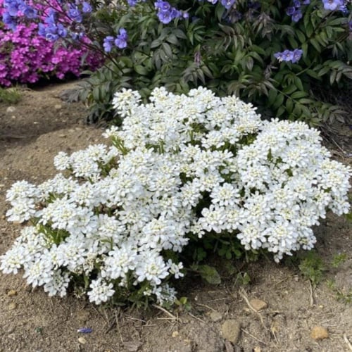 بذور زهرة تساقط الثلج القزمية ( Iberis umbellata )