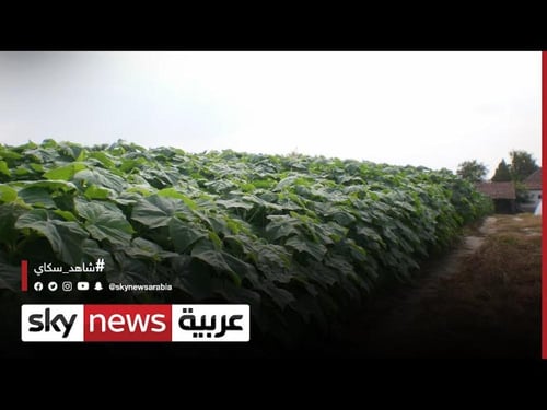 بذور شجرة باولونيا الصينية ( Paulownia elongata )