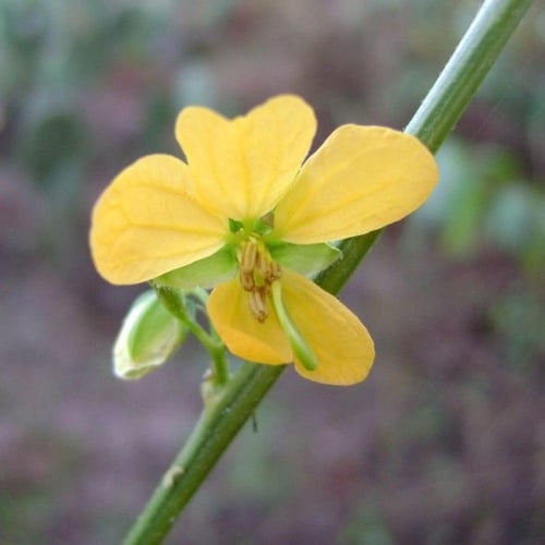 بذور سنا الصينية - المنجلية ( Senna obtusifolia )