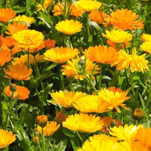 بذور أذريون - كلانديولا ( Calendula officinalis )