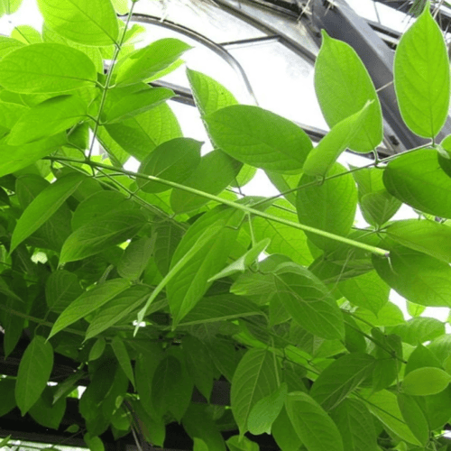 بذور متسلقة الياسمين الاحمر العطرية ( Combretum in...