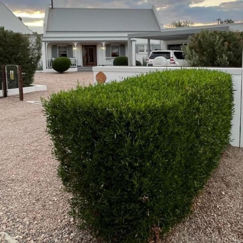 بذور شجيرة الدودونيا ( Dodonaea )