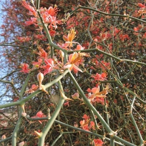 بذور التنضب النادرة - الكرز البري ( Capparis Decid...