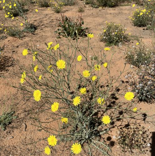 بذور العضيد - اليعضيد ( Urospermum picroides )