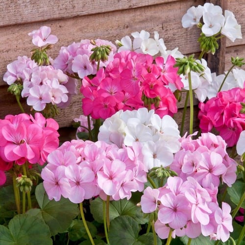 ‫بذور زهرة الجيرانيوم ( geranium palladium )