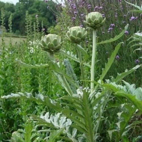 بذور الخرشوف الشوكي ( cynara cardunculus )