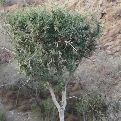 بذور شجرة العتم - الزيتون البري ( Olea europaea L...