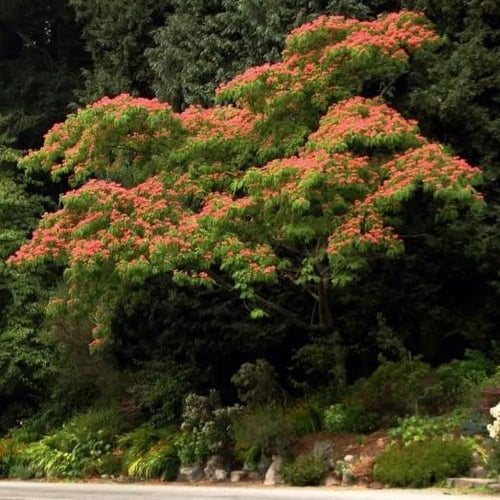 بذور شجرة اللبخ الأحمر - زهرة الحرير ( Albizia jul...