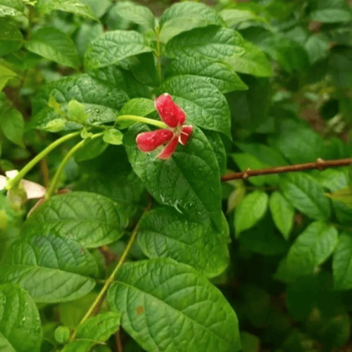 بذور متسلقة الياسمين الاحمر العطرية ( Combretum in...