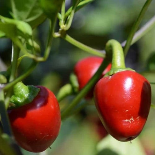بذور فلفل الكرز الأحمر ( Cherry pepper )
