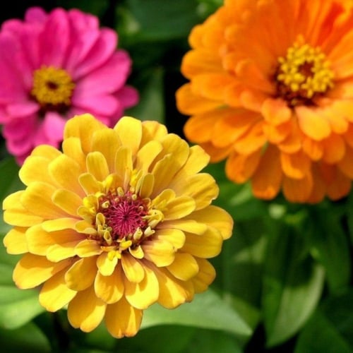 بذور زهرة الزينيا القزمية ( Zinnia elegans Dwarf )