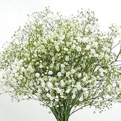بذور زهرة جيبسوفيلا ايليجانس ( gypsophila Elegans...