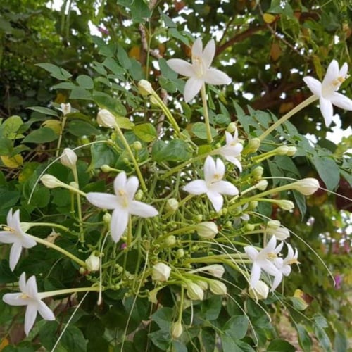 بذور شجرة ملنجتونيا العطرية ( Millingtonia Hortens...