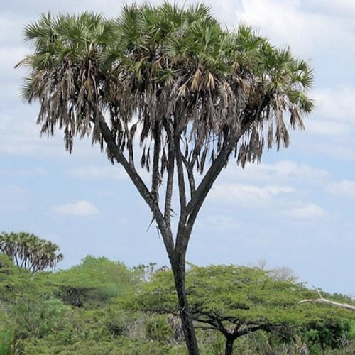 بذور الدوم ( Hyphaene thebaica )