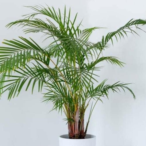 بذور نخيل الاريكا الصفراء ( Dypsis lutescens )