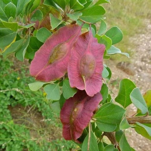 بذور شجرة القاع - القوع ( Terminalia prunioides )