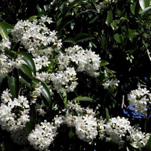 بذور شجرة كورديا البيضاء ( Cordia alliodora )