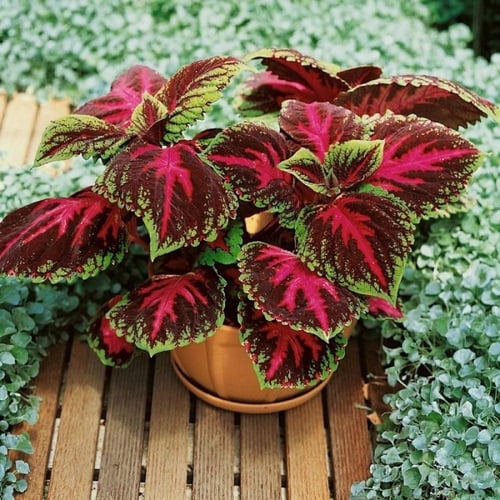 بذور زهور السجاد ( Coleus Blume )