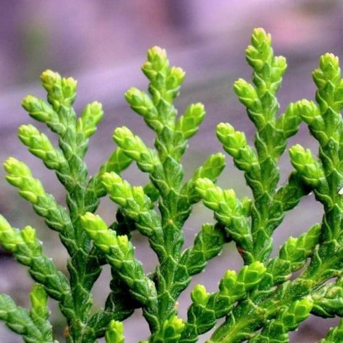 بذور شجيرة الثويا - التويا ( Platycladus orientali...