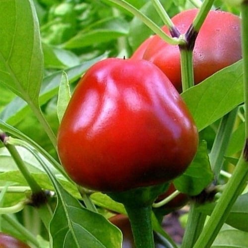 بذور فلفل الكرز الأحمر ( Cherry pepper )
