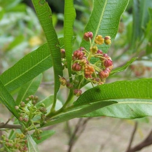 بذور الدودونيا ( Dodonaea )