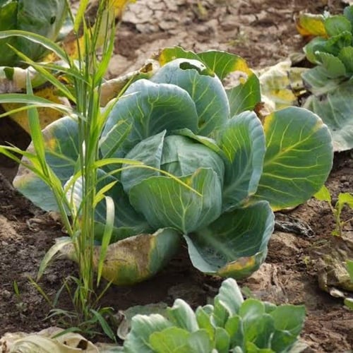 بذور الملفوف الأخضر - الكرنب الأخضر ( Brassica ole...