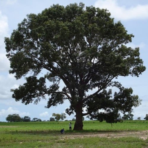 بذور شجرة الماهوجني الافريقي ( khaya senegalensis...