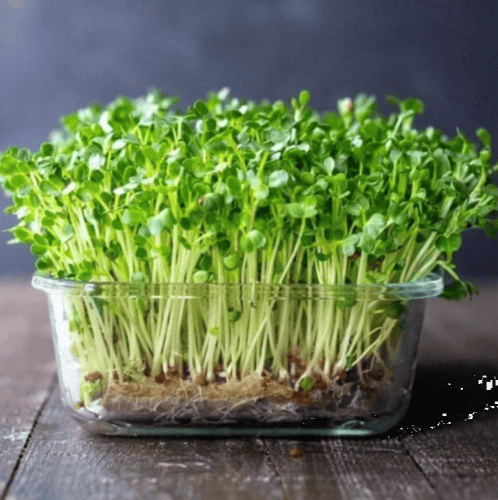 بذور براعم الملفوف الاخضر - ميكروجرين ( Brassica o...