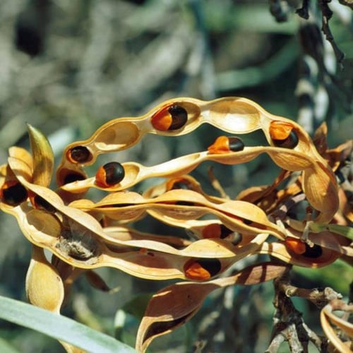 بذور سنط كوريسيا - البلوط الصحراوي ( Acacia coriac...