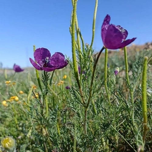 بذور البختري ( Roemeria )