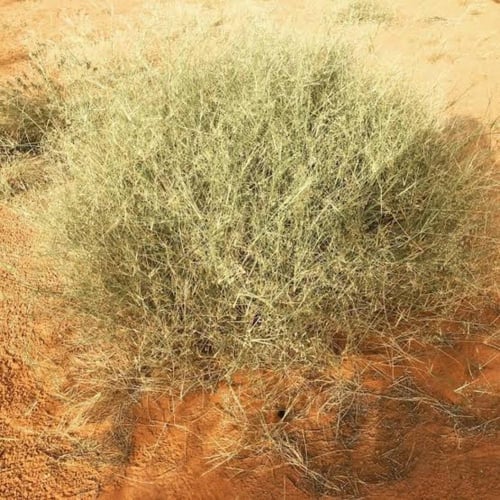 بذور الثمام - الدخن ( panicum turgidum )